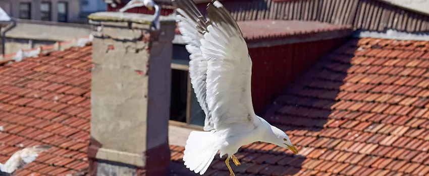 Residential Chimney Animal Removal Solution in Glendale Heights, IL