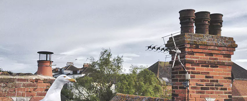 Chimney Cleaning And Restoration in Glendale Heights, Illinois